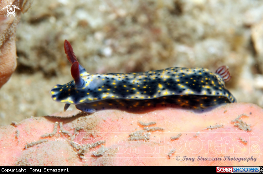 A Obscure Hypselodoris