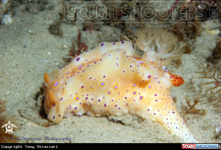 A Short-Tailed Ceratosoma