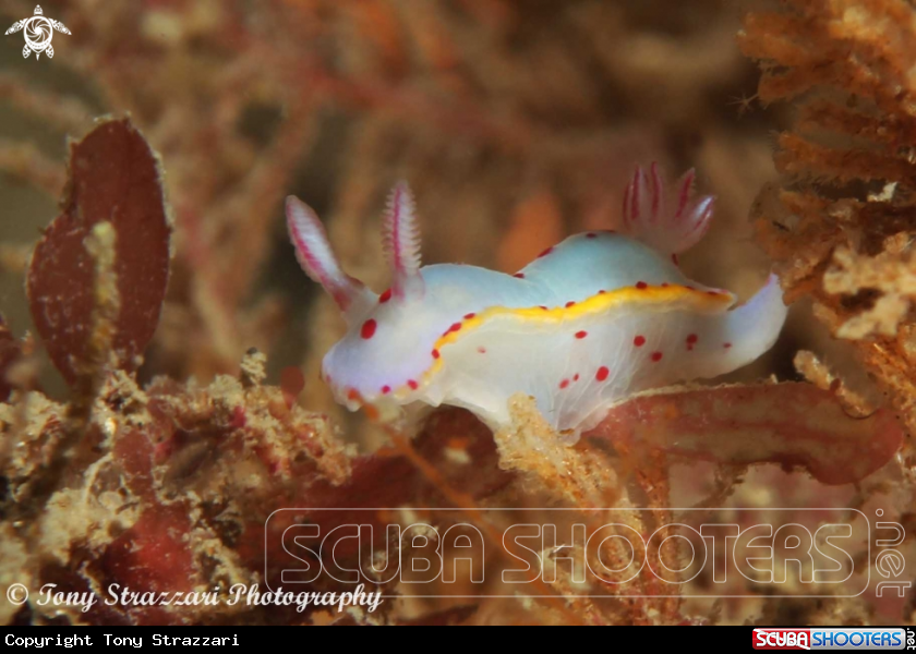 A Bennett's Hypselodoris