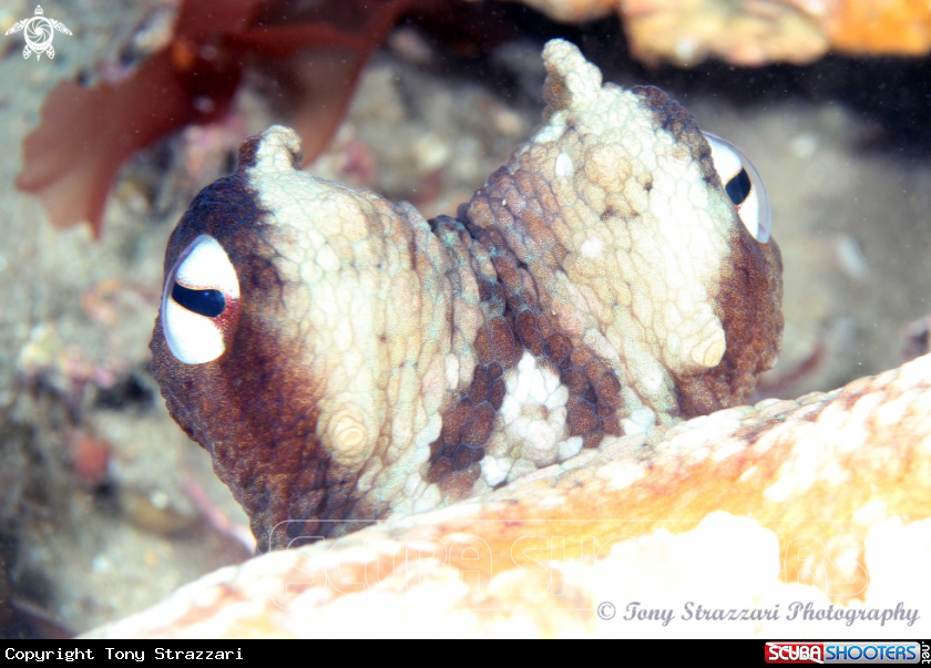 A Common Sydney Octopus