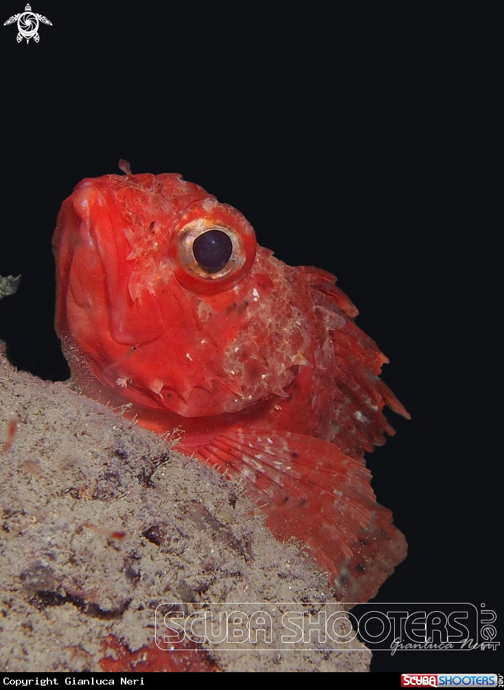 A Scorfanotto