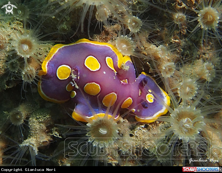 A Felimida luteorosea