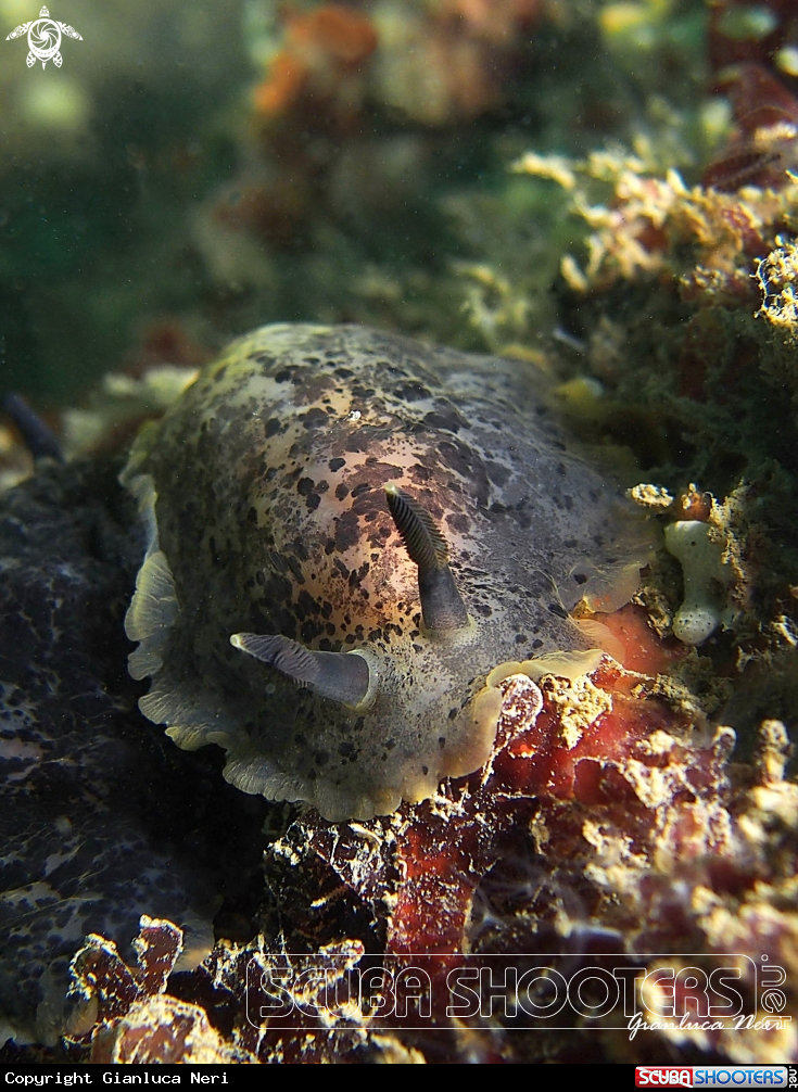 A Dendrodoris