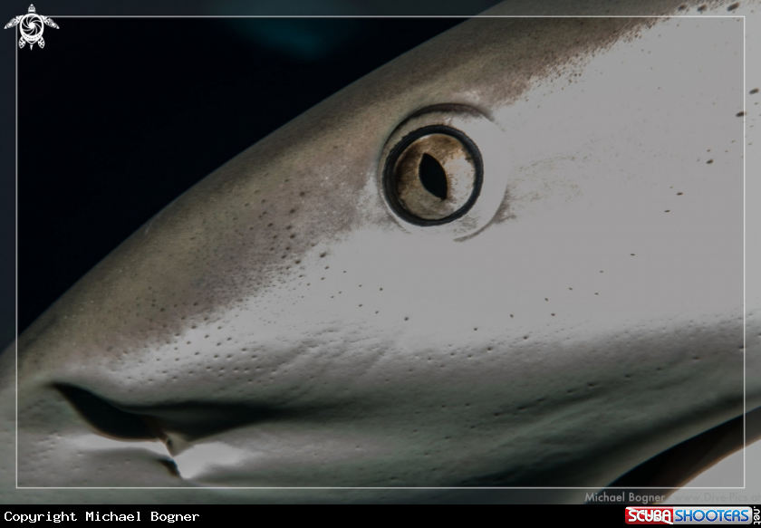 A Caribbean reef shark