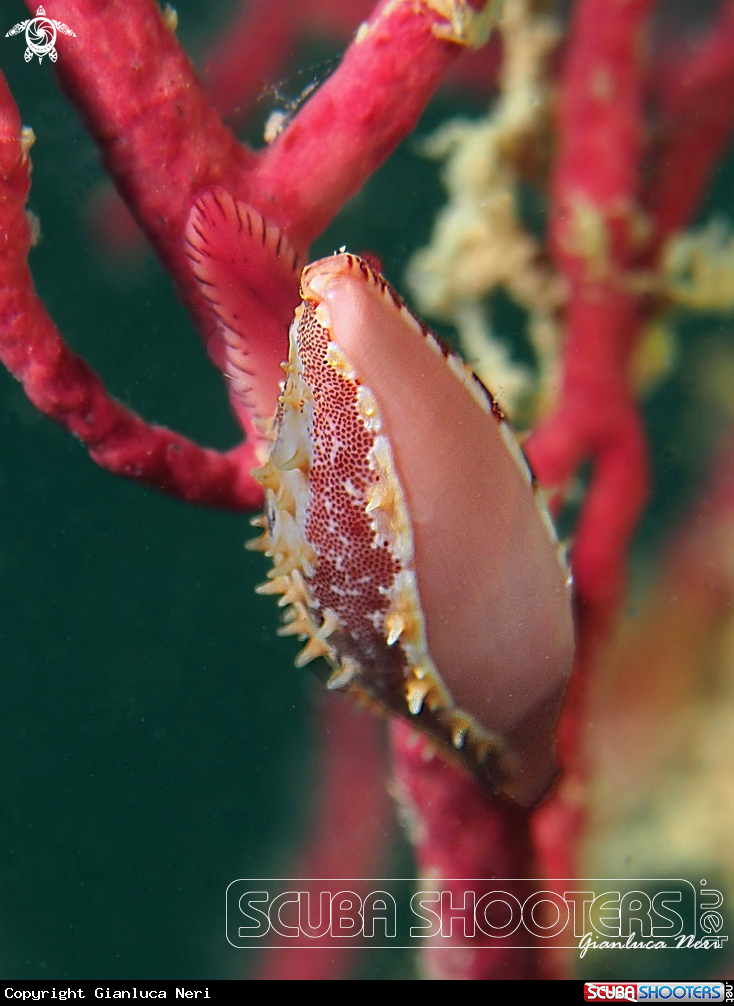 A Neosimnia