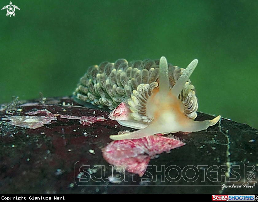 A Aeolidiella