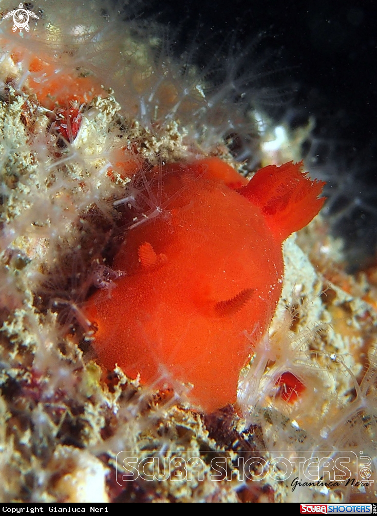 A Discodoris
