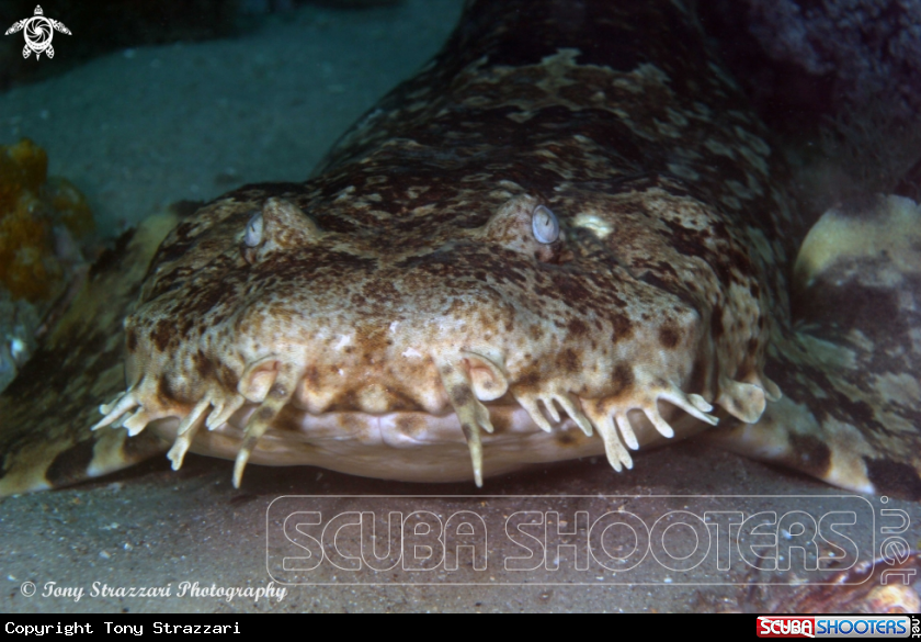 A Dwarf ornate wobbegong