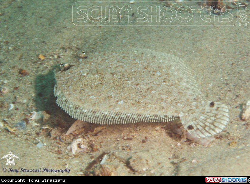 A Largescale Flounder