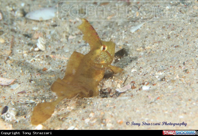 A Yellow Crested Weedfish