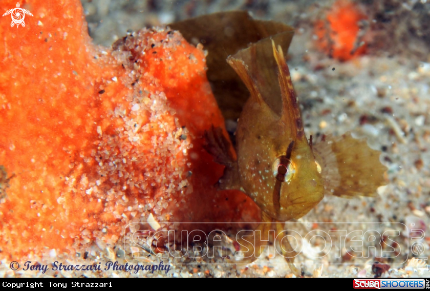 A Yellow Crested Weedfish