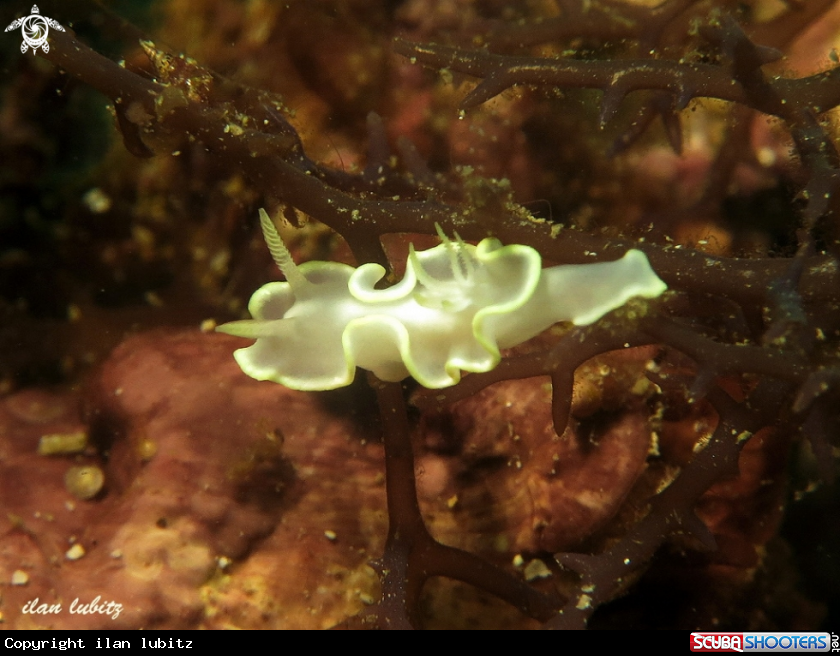 A nudibranch
