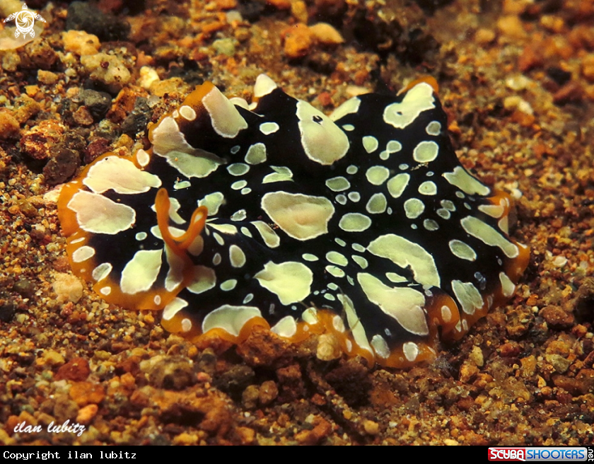 A flatworm