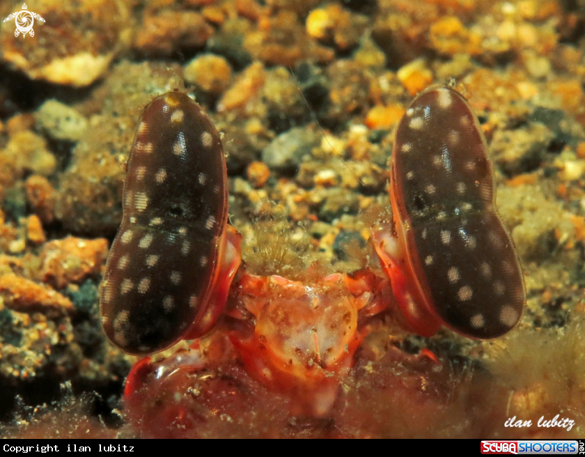 A Mantis Shrimp