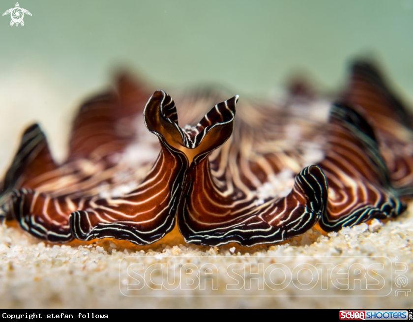 A Flatworm