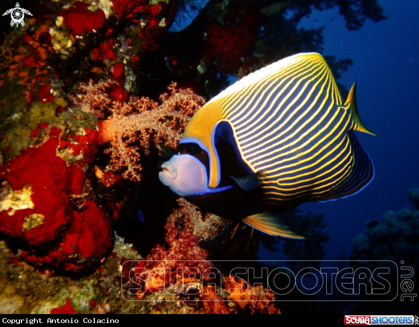 A Emperor angelfish