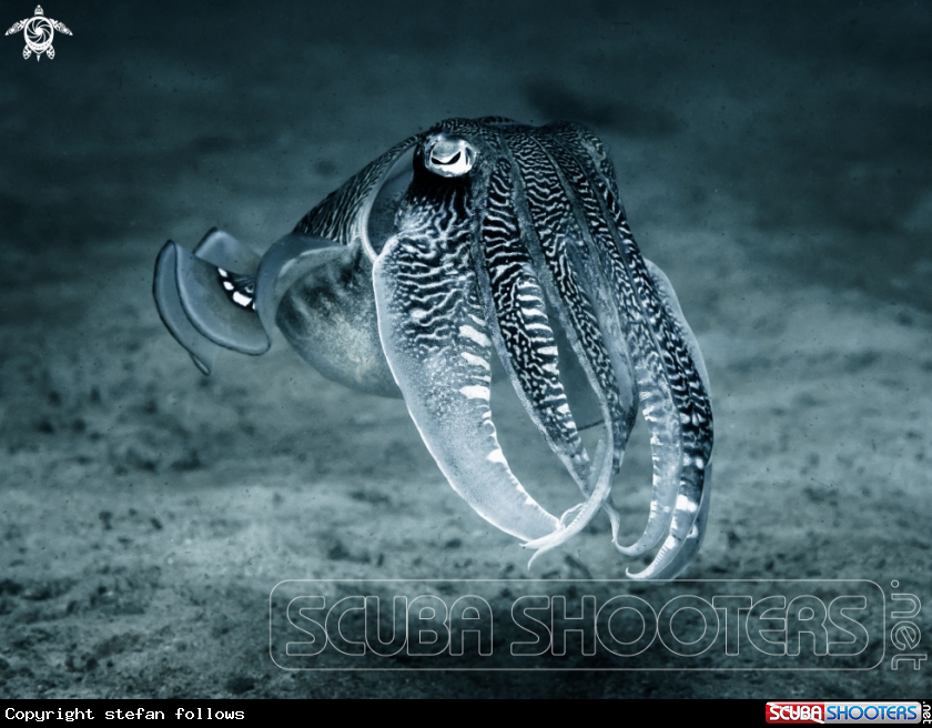 A Sepia latimanus