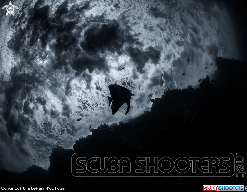 A Longfin Batfish,