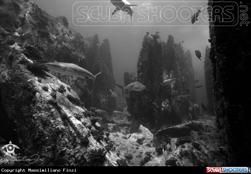 A Grey Sharks