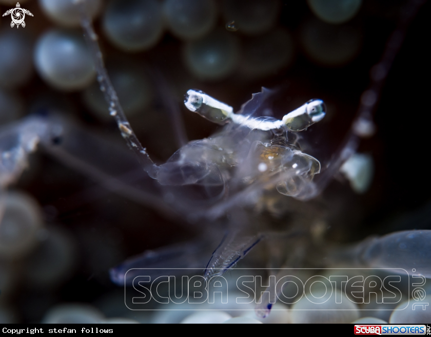 A Anemone Shrimp