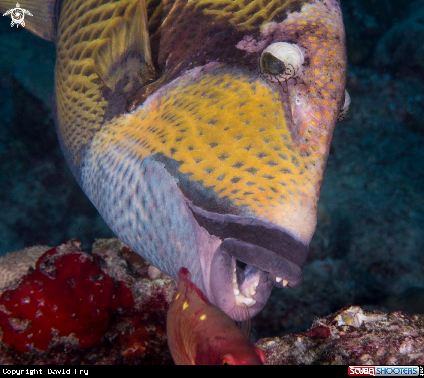 A Titan Triggerfish