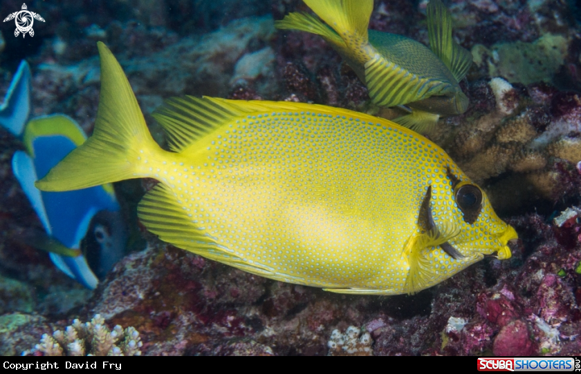 A Blackeye Rabbitfish