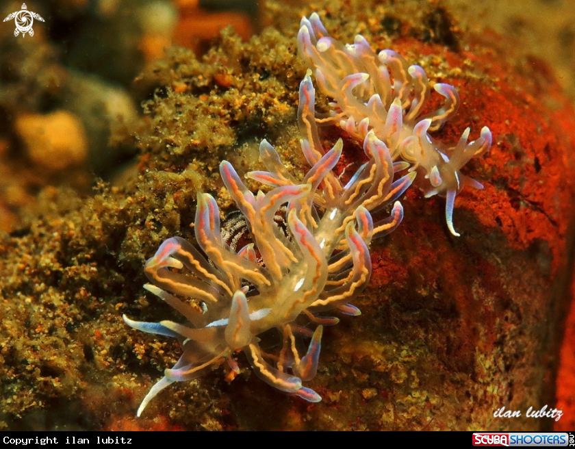 A nudibranch