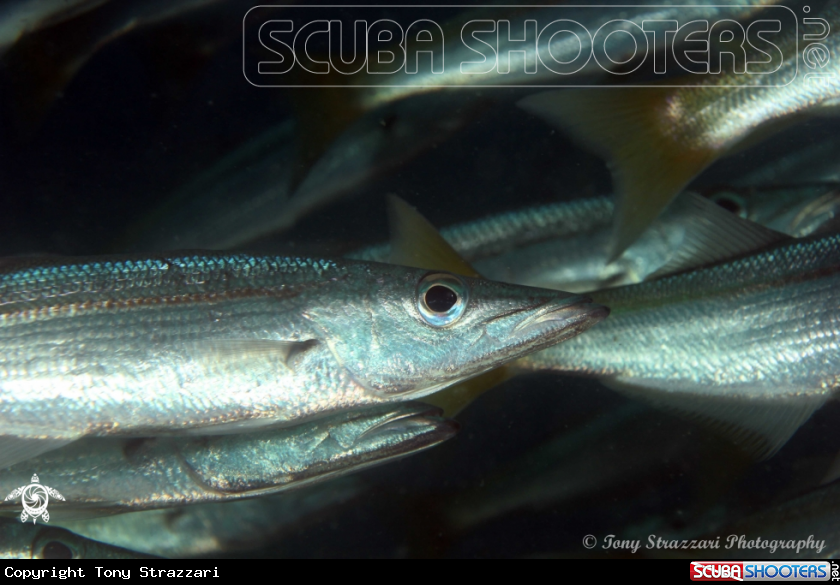 A Yellowfin Pike