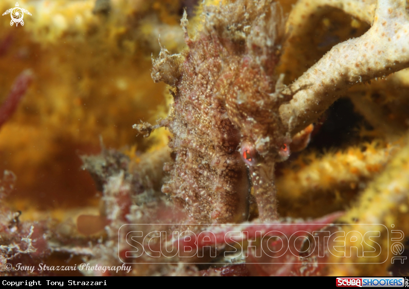 A White's seahorse