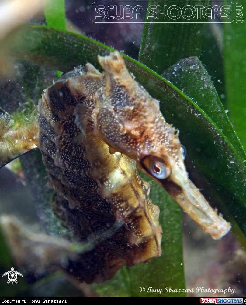 A White's seahorse