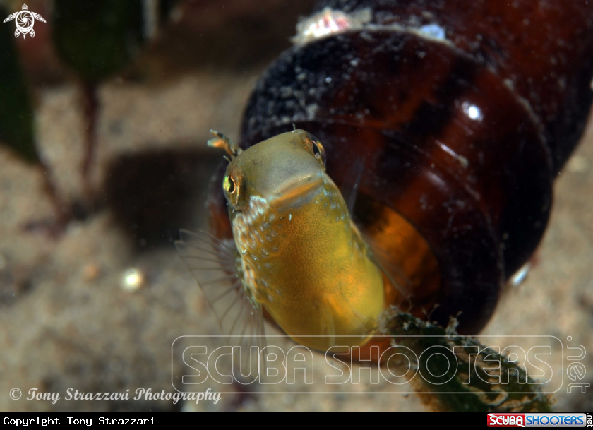 A Hit & Run Fang Blenny