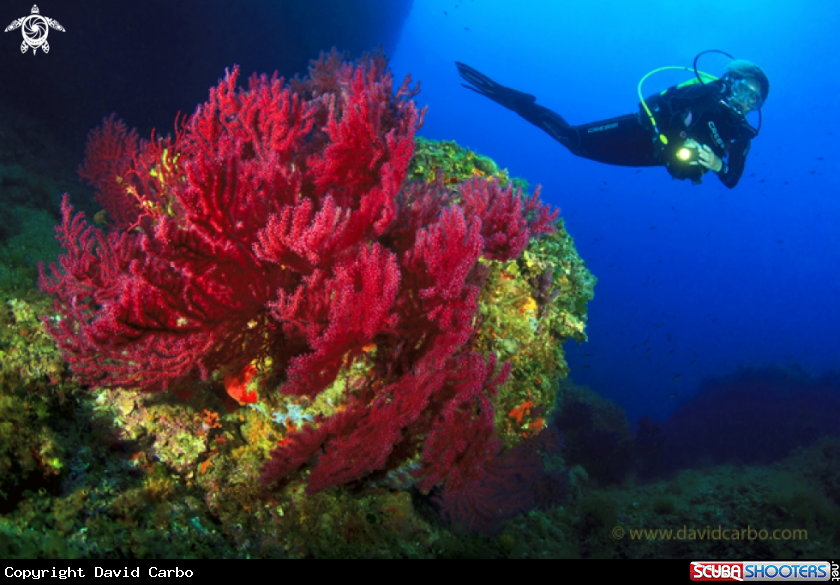 A Gorgonian