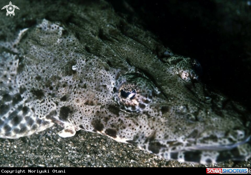 A Crocodile flathead