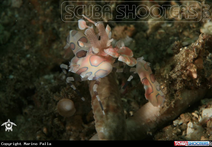 A Harlequin Shrimp