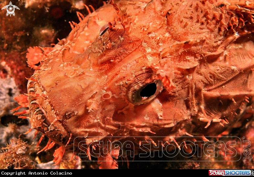 A Scorfano rosso