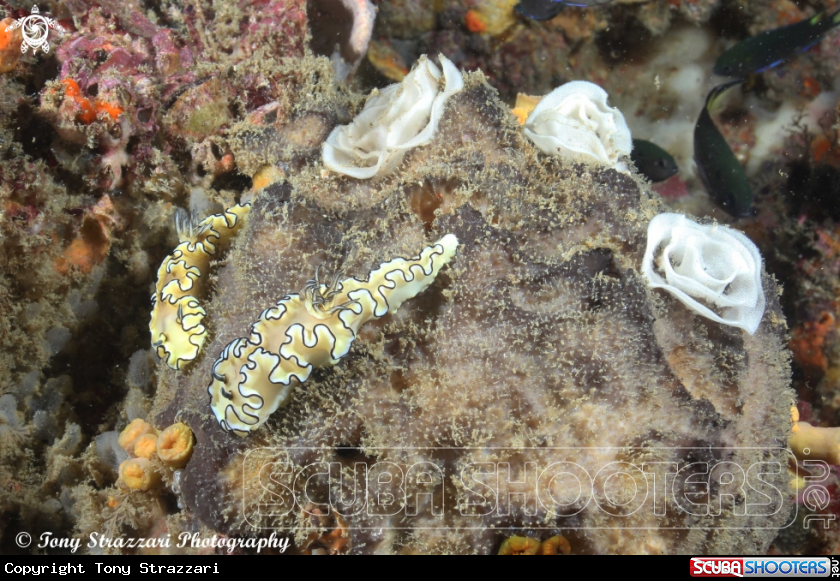 A Black-Margined Glossodoris