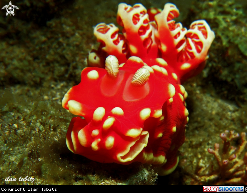 A nudibranch