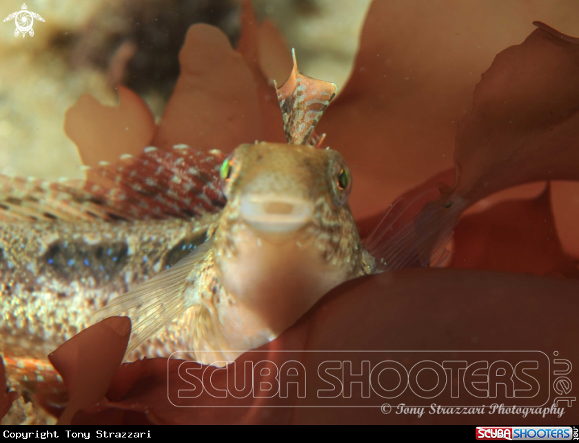 A Brown Sabretooth Blenny