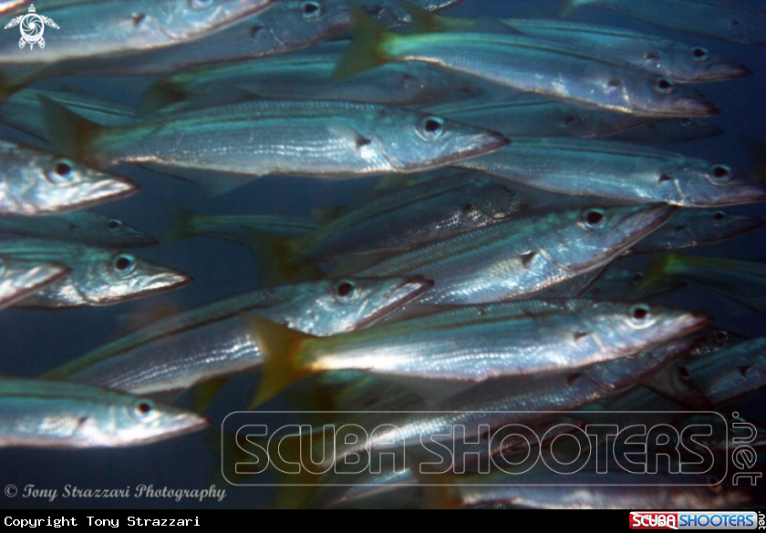 A Yellowtail pike