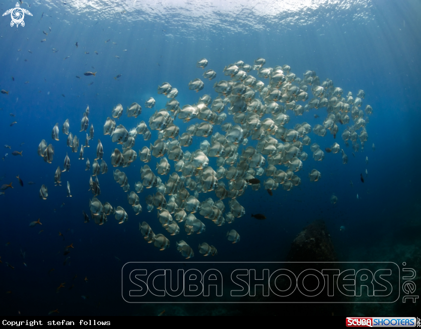 A Longfin Batfish