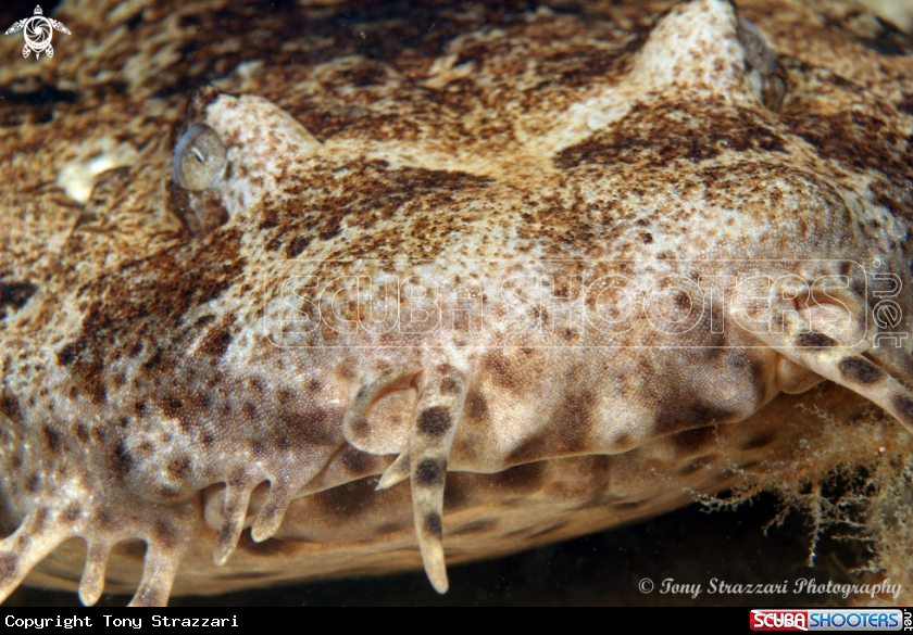 A Dwarf ornate wobbegong