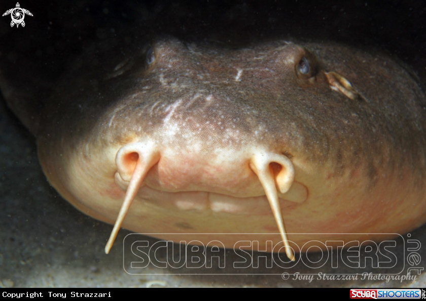A Blind shark