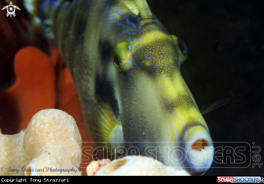 A Yellow Finned Leatherjacket)