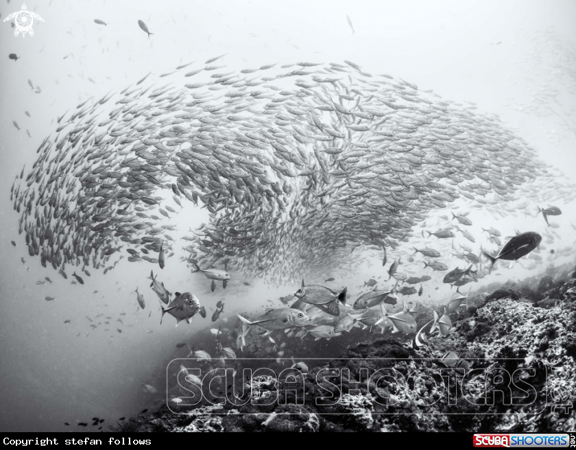 A Smoothtailed Trevally