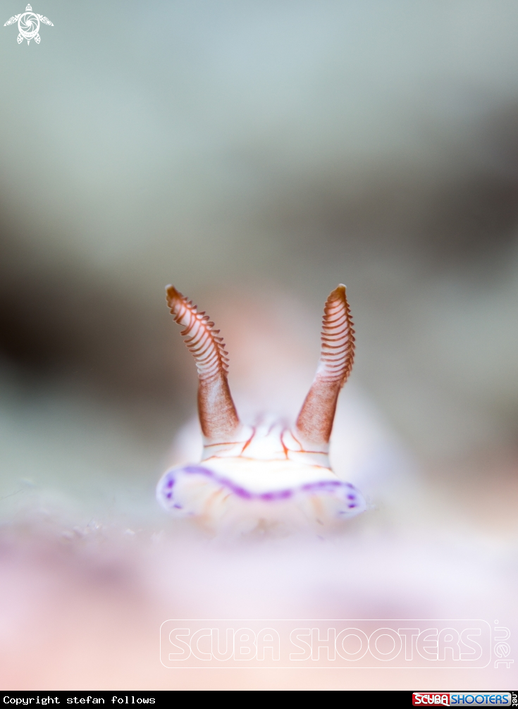A Hypselodoris sp.