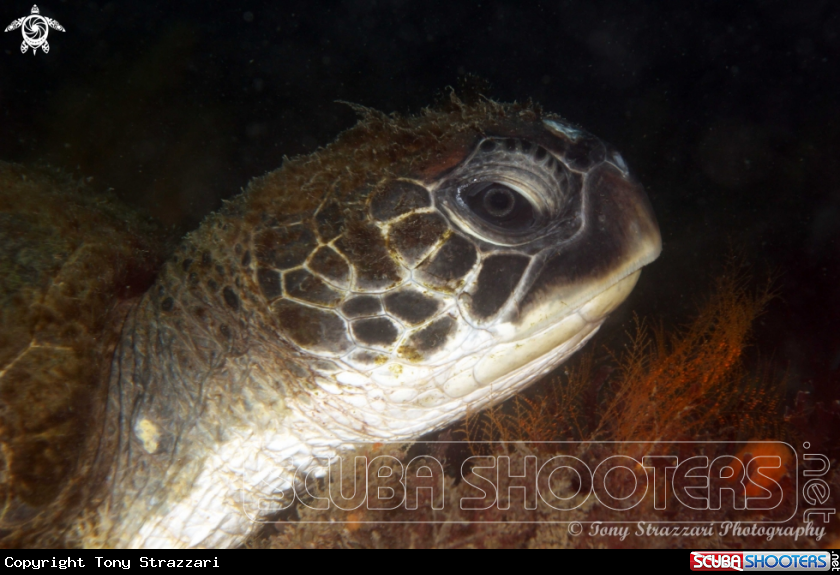 A Green turtle