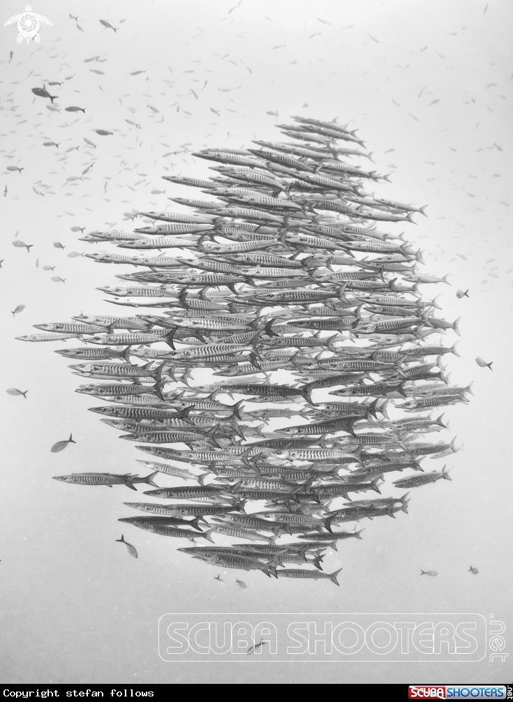 A Chevron Barracuda