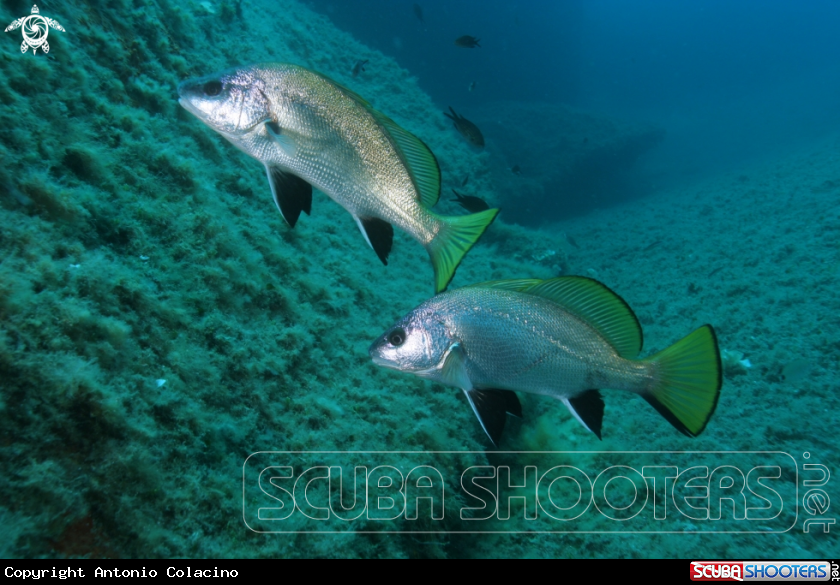 A Corvina