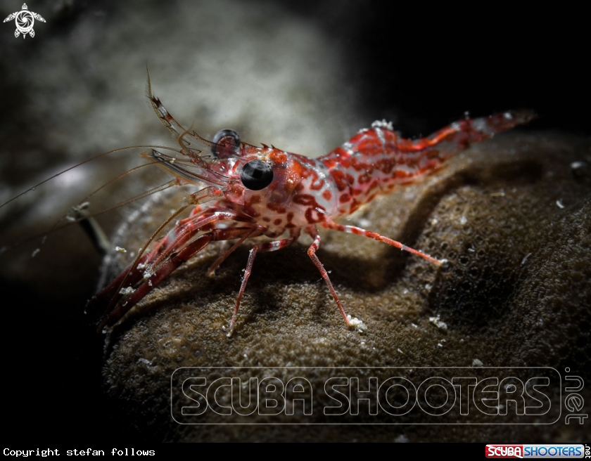 A Shrimp