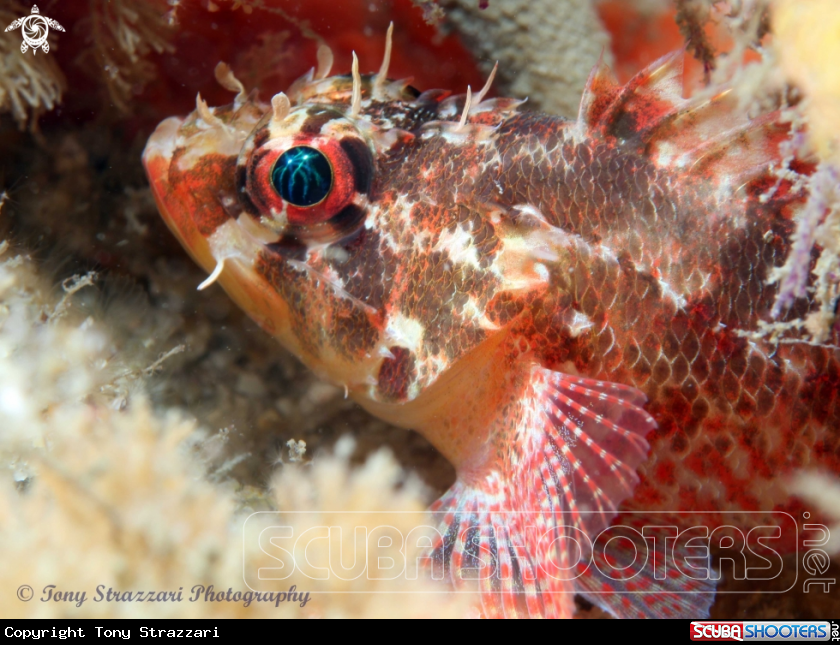 A Pygmy Rock Cod